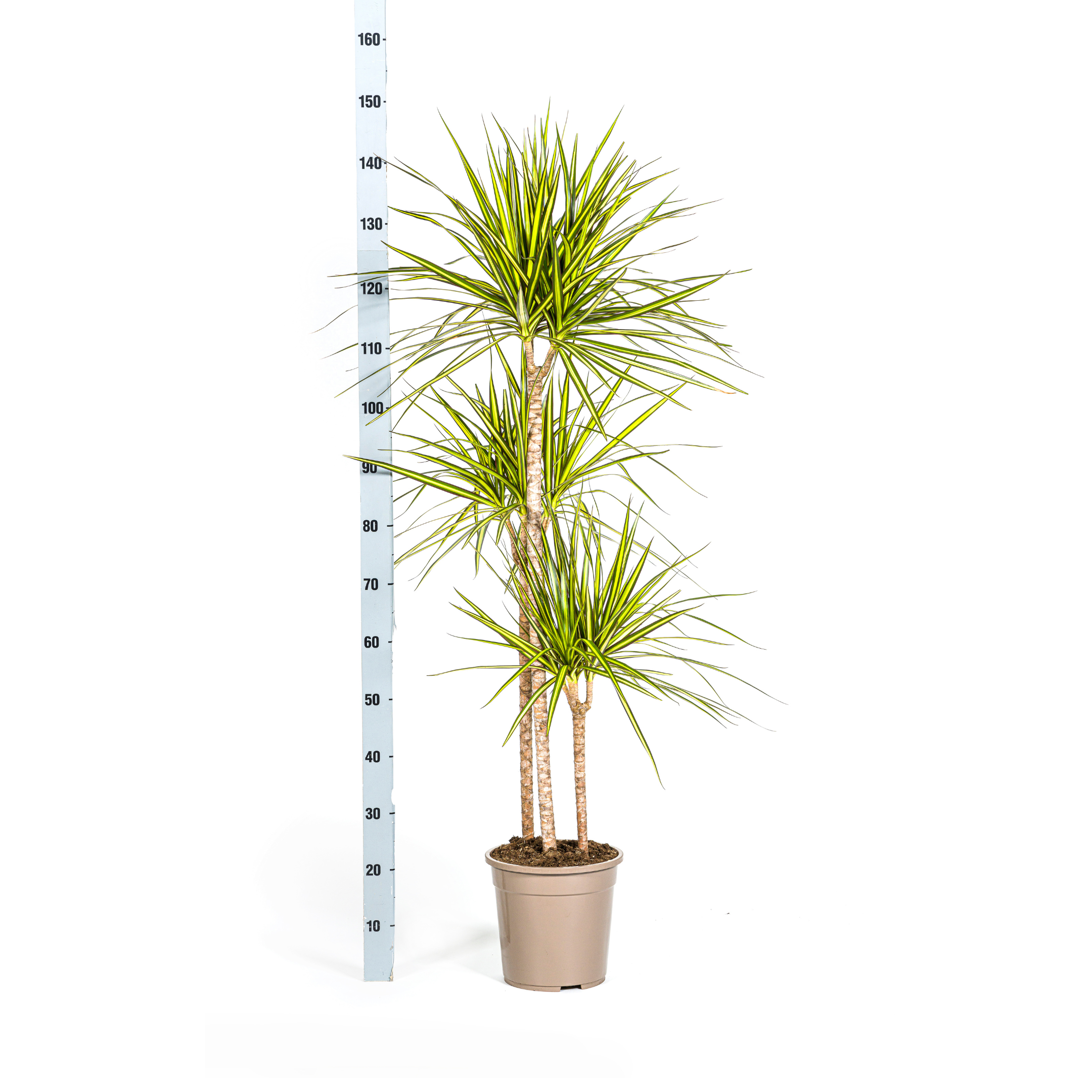 Dracaena marginata - Schmalblättriger, gerandeter Drachenbaum