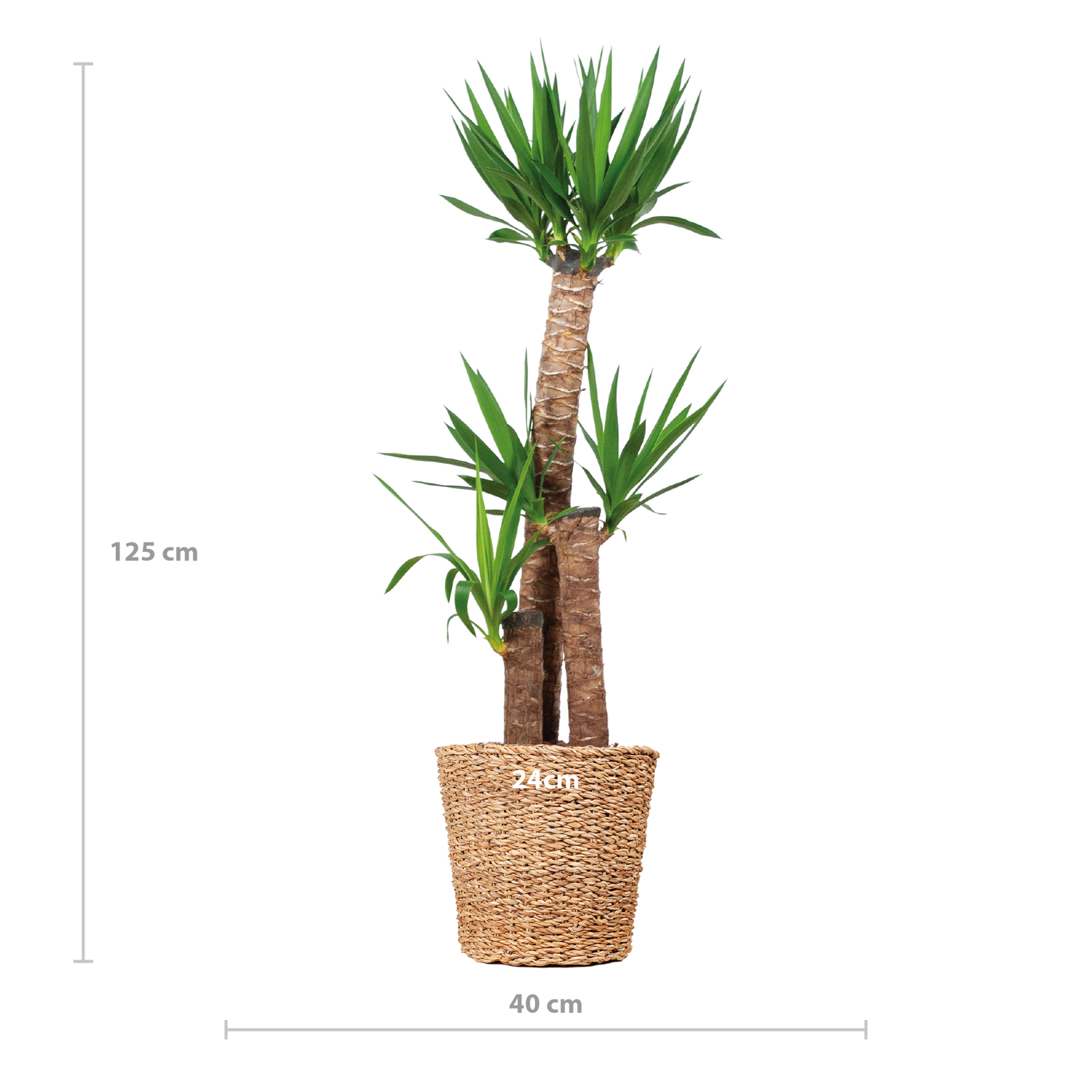 Yucca elephantipes - Riesen-Palmlilie