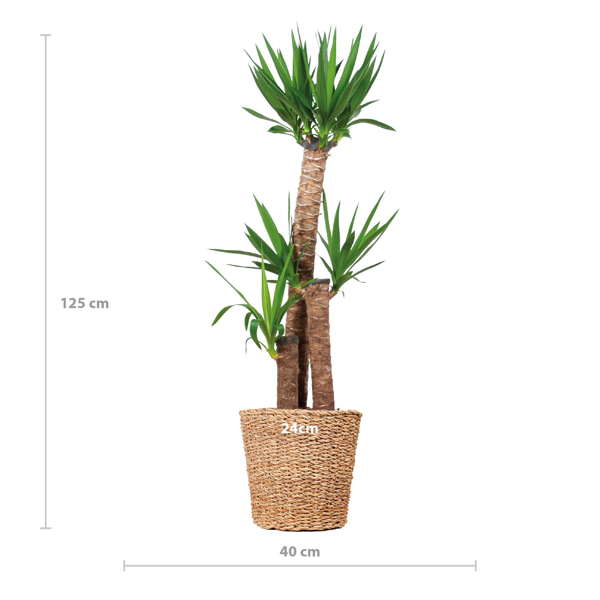 Yucca elephantipes - Riesen-Palmlilie