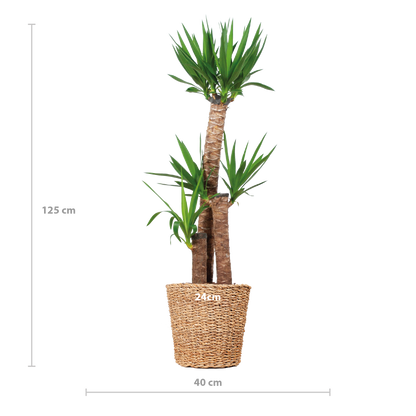 Yucca elephantipes - Riesen-Palmlilie