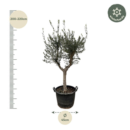 Olea europea - Olivenbaum, Ölbaum