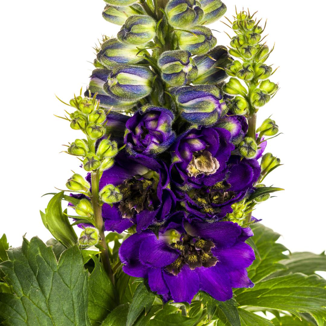 Delphinium elatum - Hoher Rittersporn