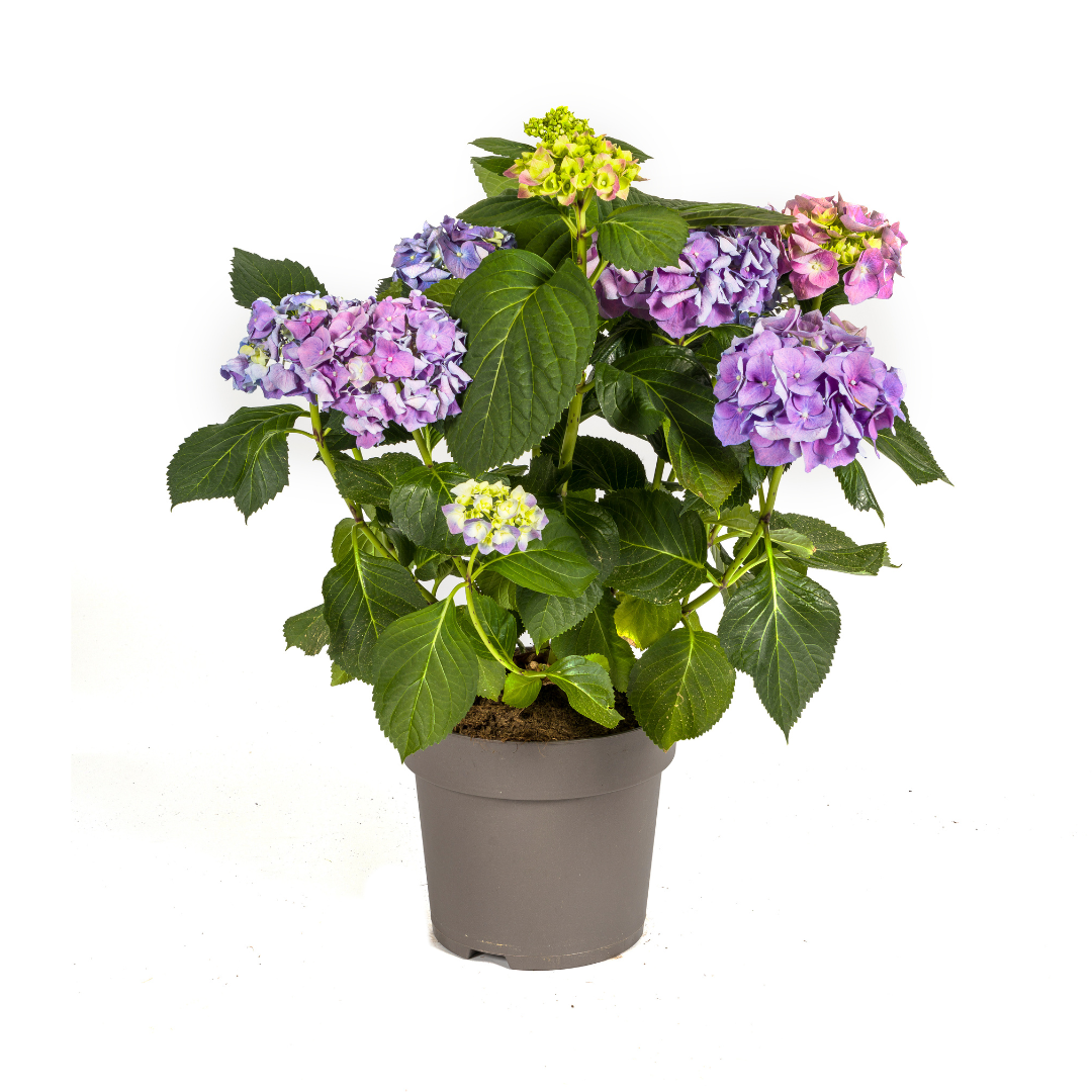Hydrangea macrophylla - Bauernhortensie, Gartenhortensie