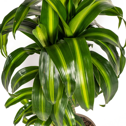 Dracaena deremensis - Drachenbaum