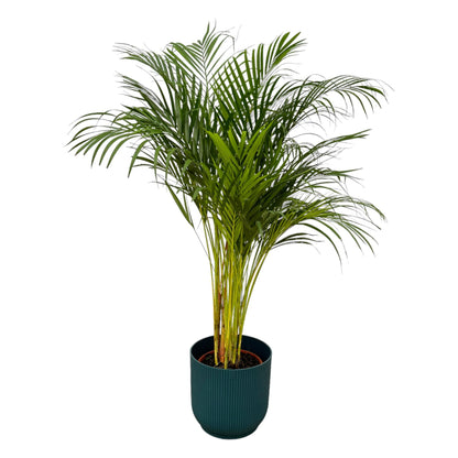 Dypsis lutescens - Areca-, Goldfruchtpalme mit Topf