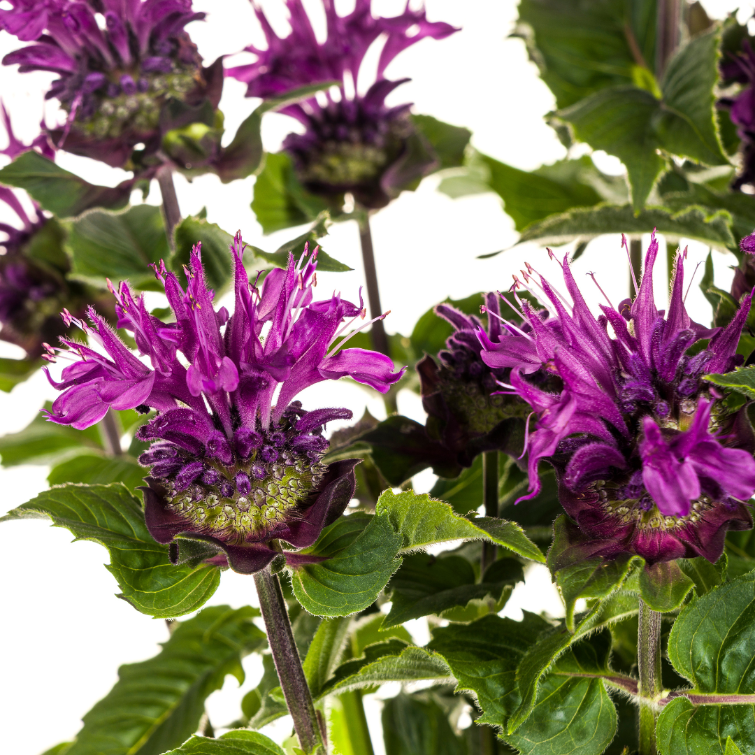 Monarda didyma - Goldmelisse, Indianernessel