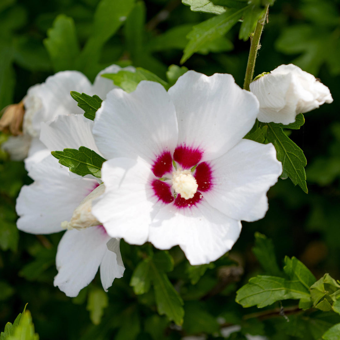 Hibiscus syriacus - Straucheibisch