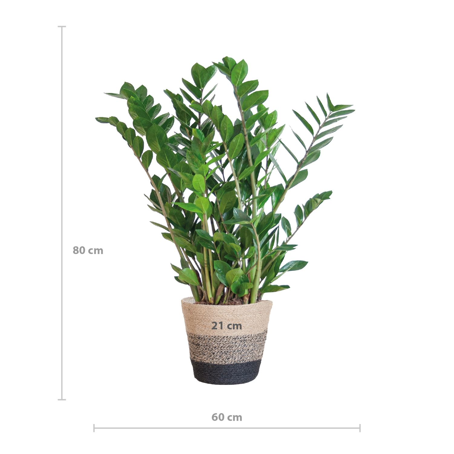 Zamioculcas zamiifolia - Glücksfeder, Smaragdpalme