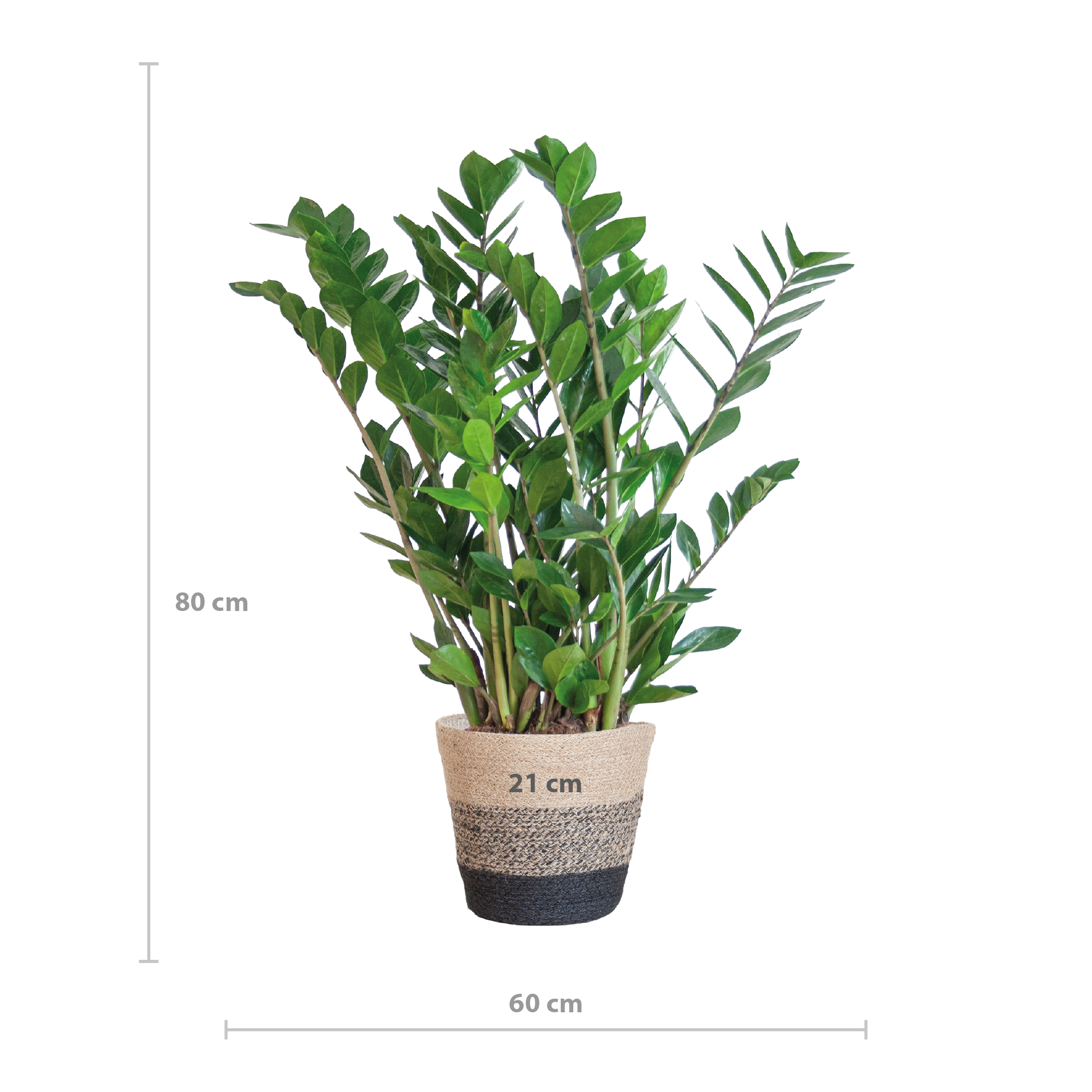 Zamioculcas zamiifolia - Glücksfeder, Smaragdpalme