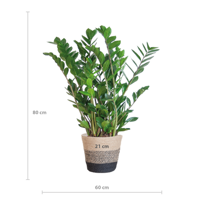 Zamioculcas zamiifolia - Glücksfeder, Smaragdpalme