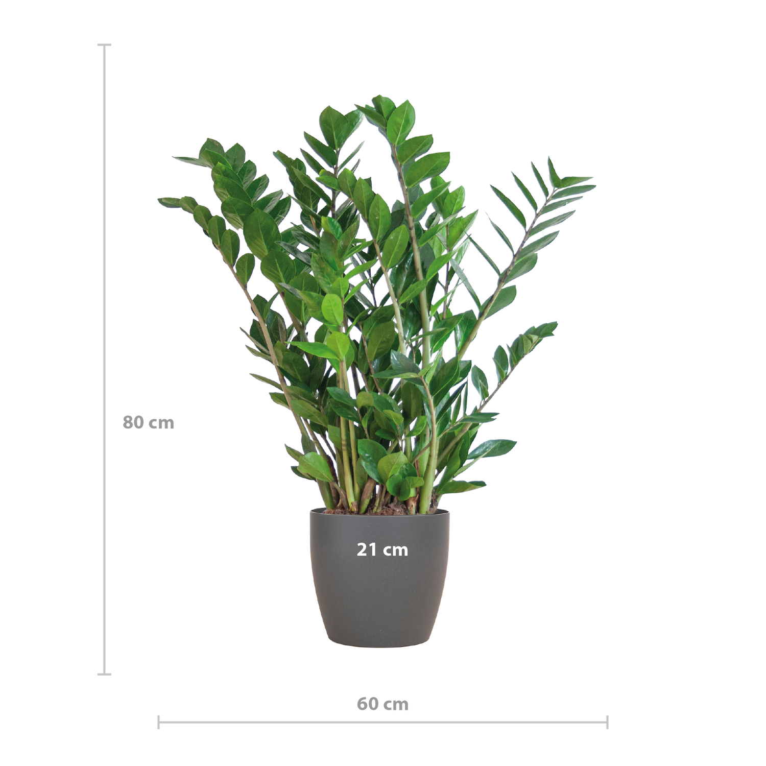 Zamioculcas zamiifolia - Glücksfeder, Smaragdpalme