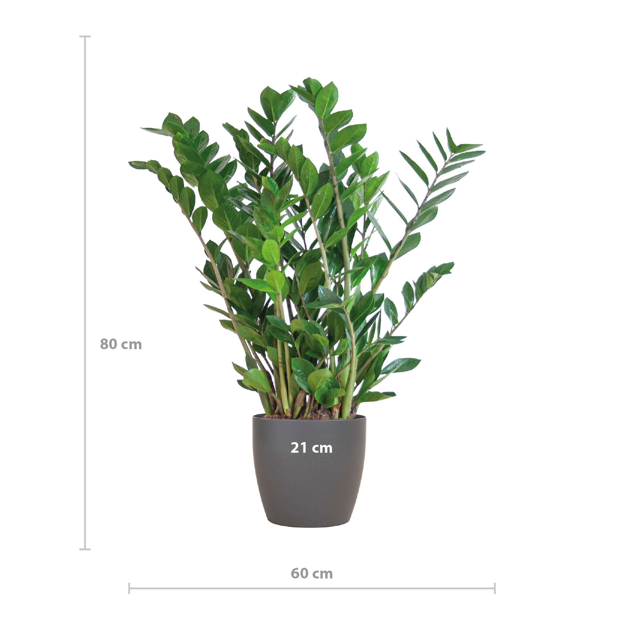 Zamioculcas zamiifolia - Glücksfeder, Smaragdpalme