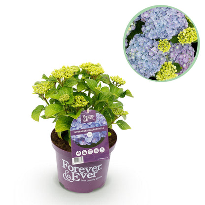 Hydrangea macrophylla - Bauernhortensie, Gartenhortensie