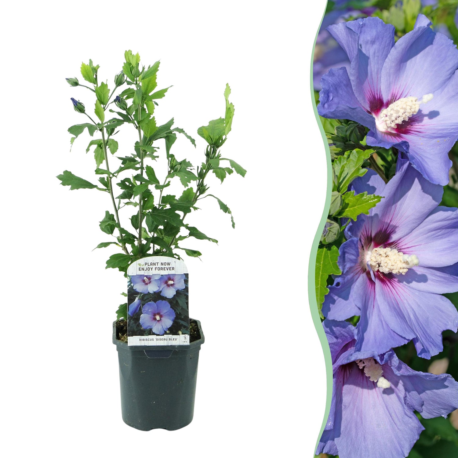 Hibiscus syriacus - Straucheibisch