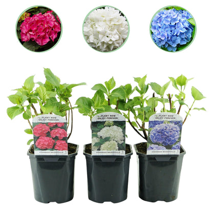 Hydrangea macrophylla - Bauernhortensie, Gartenhortensie