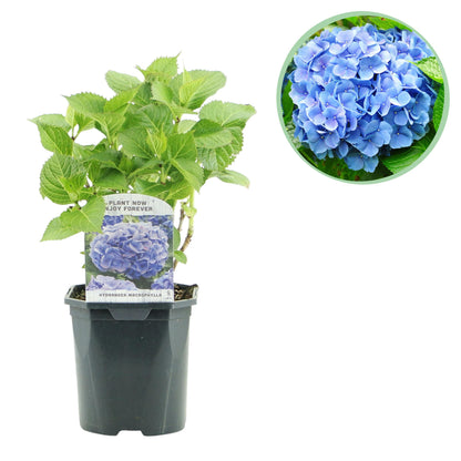 Hydrangea macrophylla - Bauernhortensie, Gartenhortensie