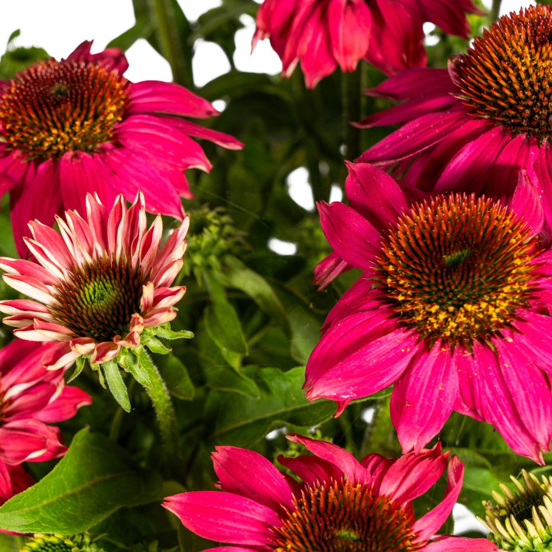 Echinacea purpurea - Purpursonnenhut, Scheinsonnenhut