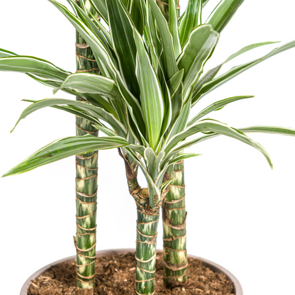 Dracaena deremensis - Drachenbaum