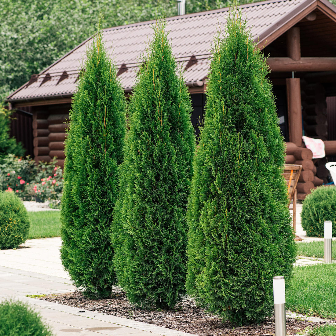 Thuja occidentalis - Lebensbaum &