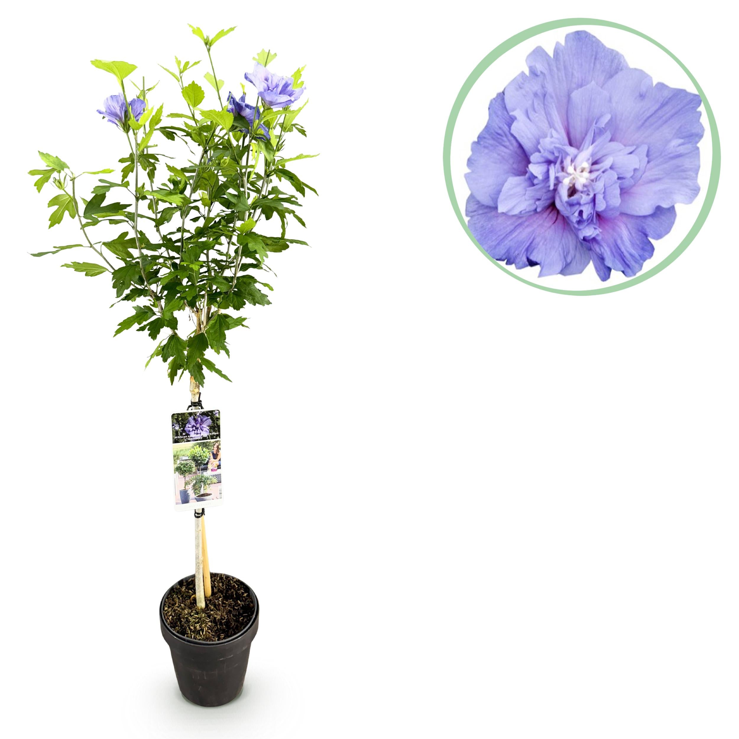 Hibiscus syriacus - Straucheibisch