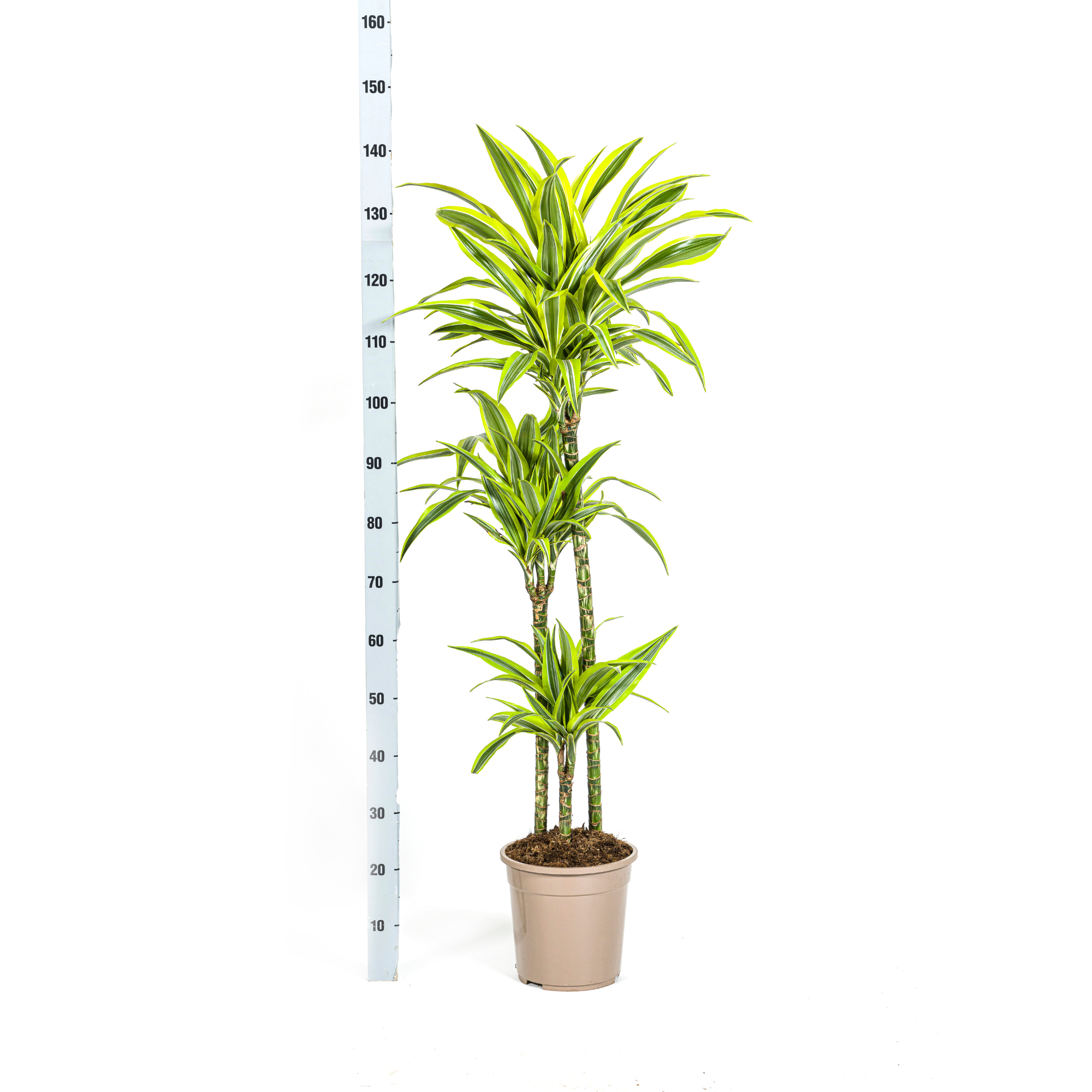 Dracaena deremensis - Drachenbaum