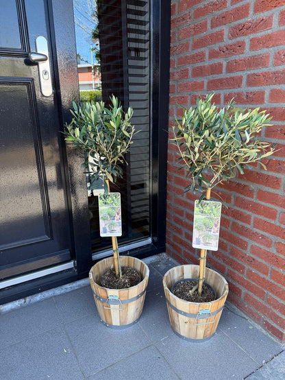 Olea europea - Olivenbaum, Ölbaum