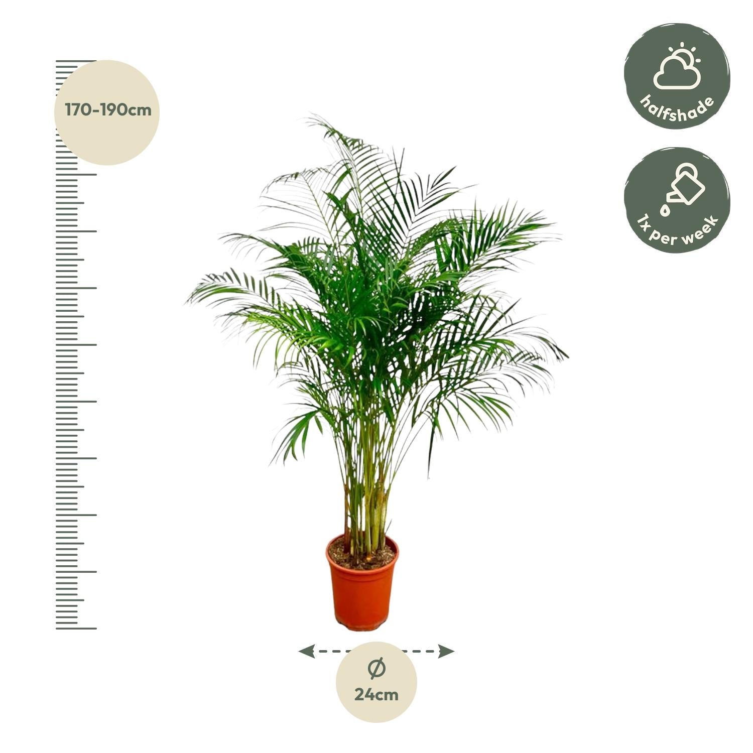 Dypsis lutescens - Areca-, Goldfruchtpalme