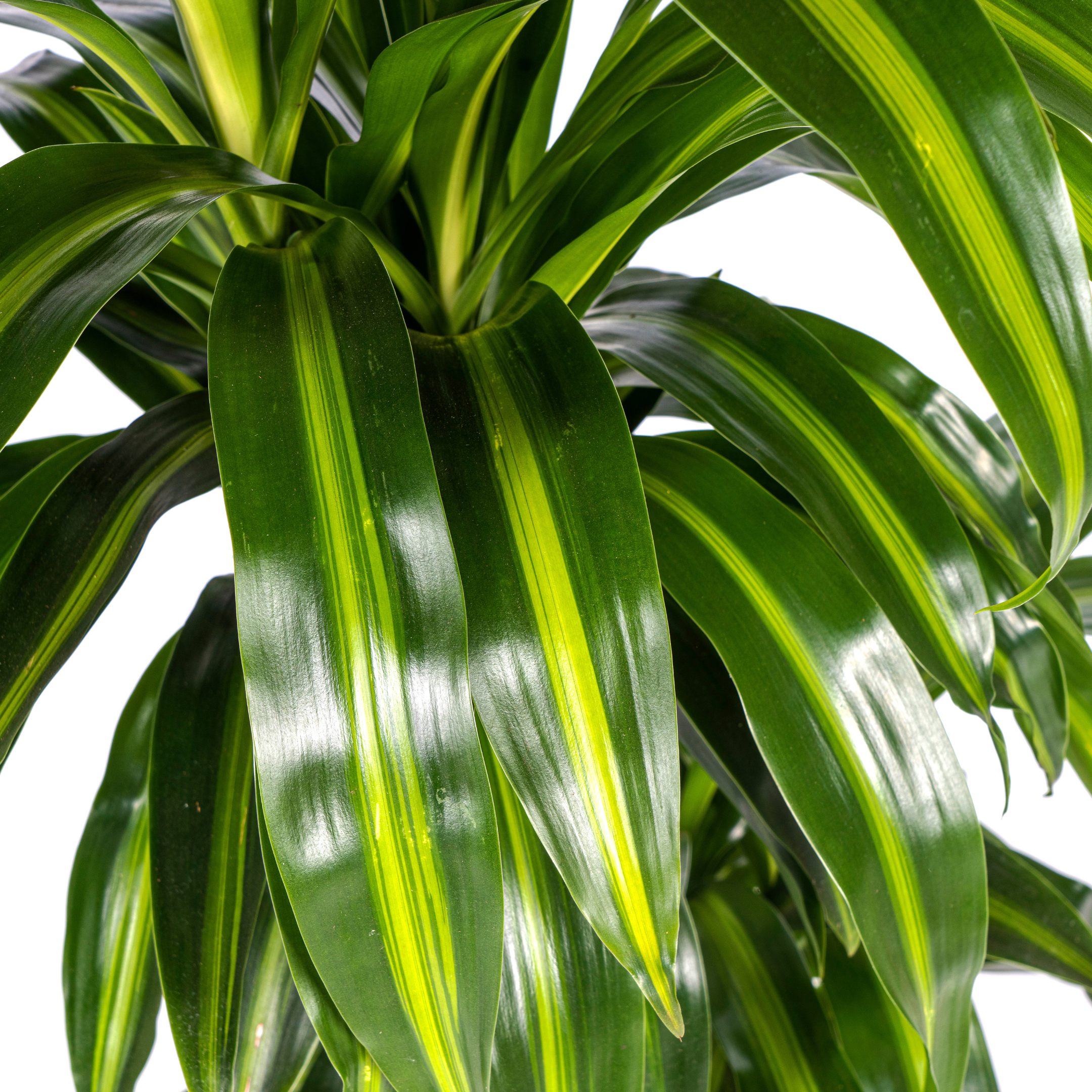 Dracaena deremensis - Drachenbaum