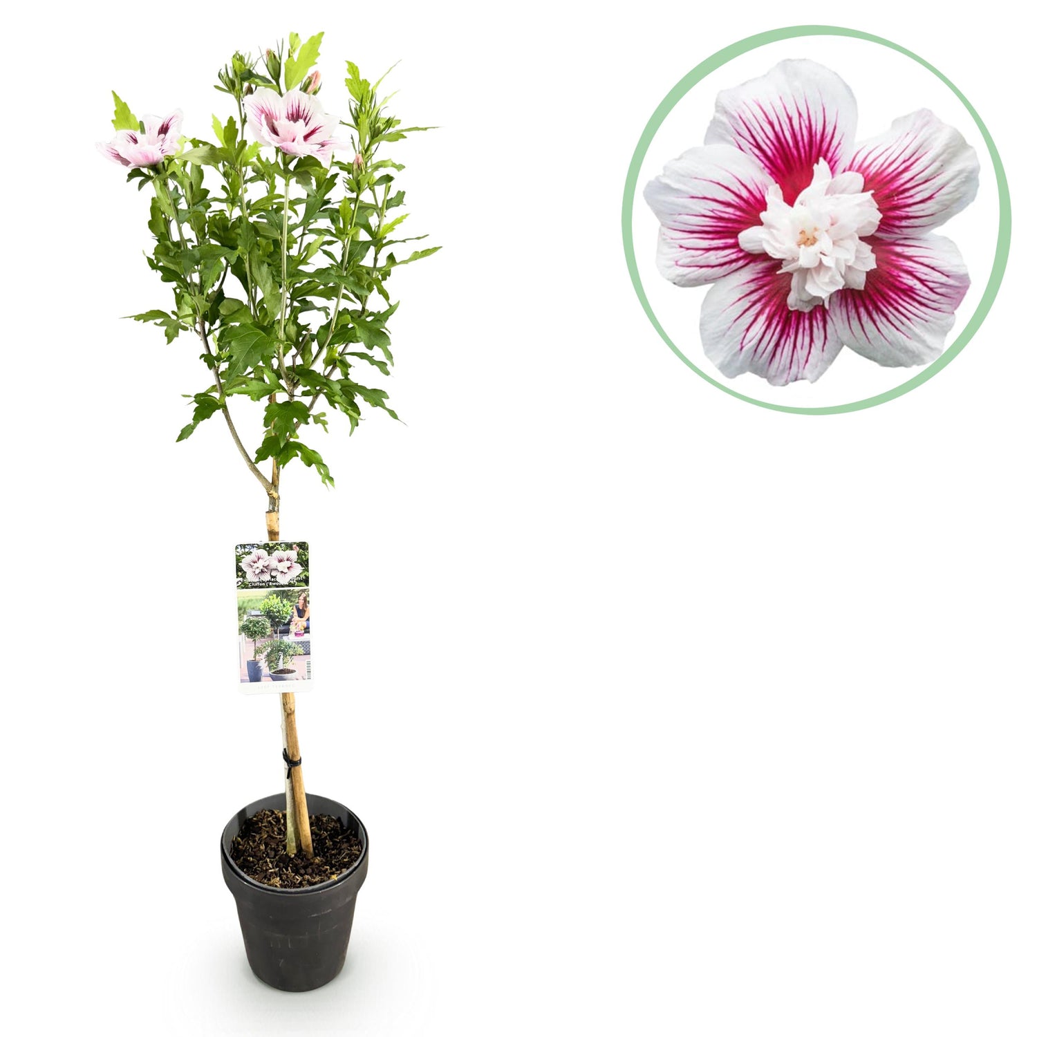 Hibiscus syriacus - Straucheibisch