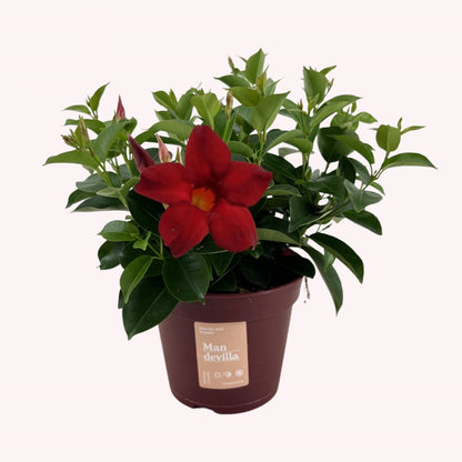 Dipladenia / Mandevilla Sanderi - Dipladenien