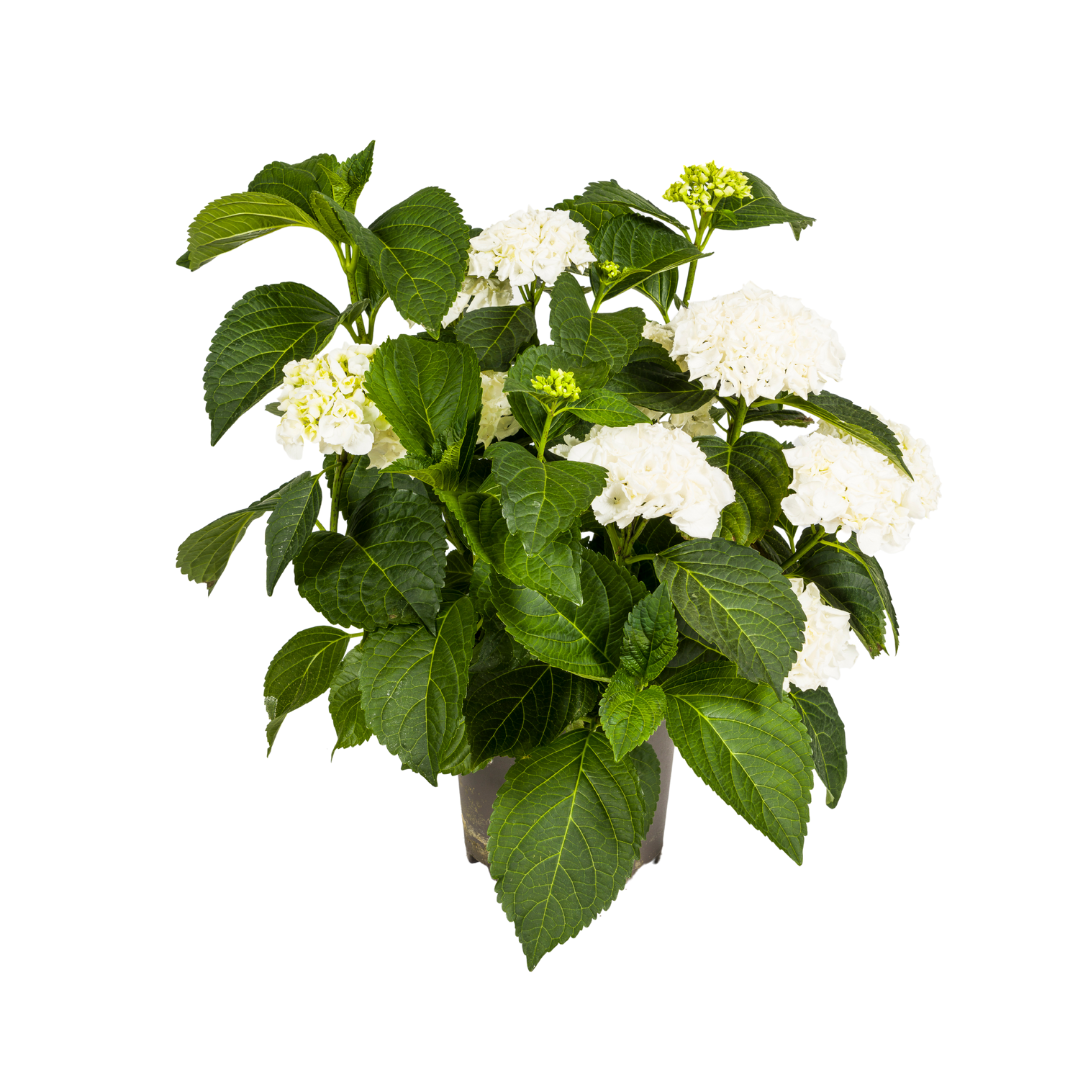 Hydrangea macrophylla - Bauernhortensie, Gartenhortensie