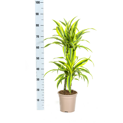 Dracaena deremensis - Drachenbaum