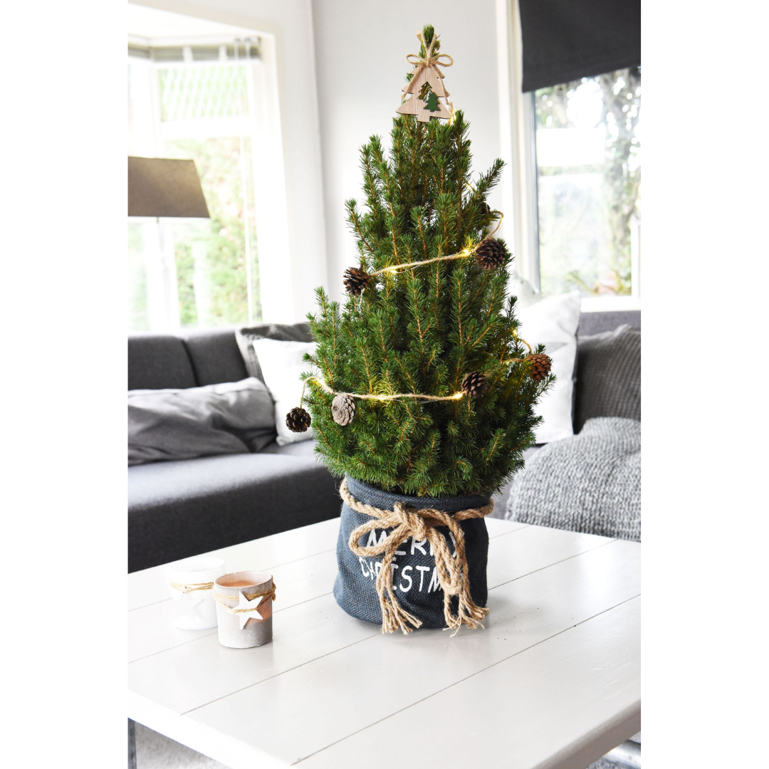 Picea glauca &