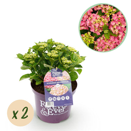 Hydrangea macrophylla - Bauernhortensie, Gartenhortensie