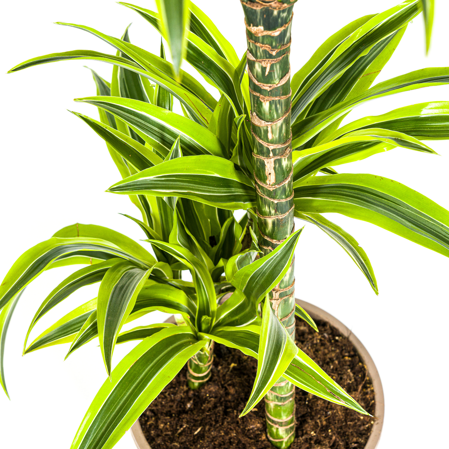 Dracaena deremensis - Drachenbaum