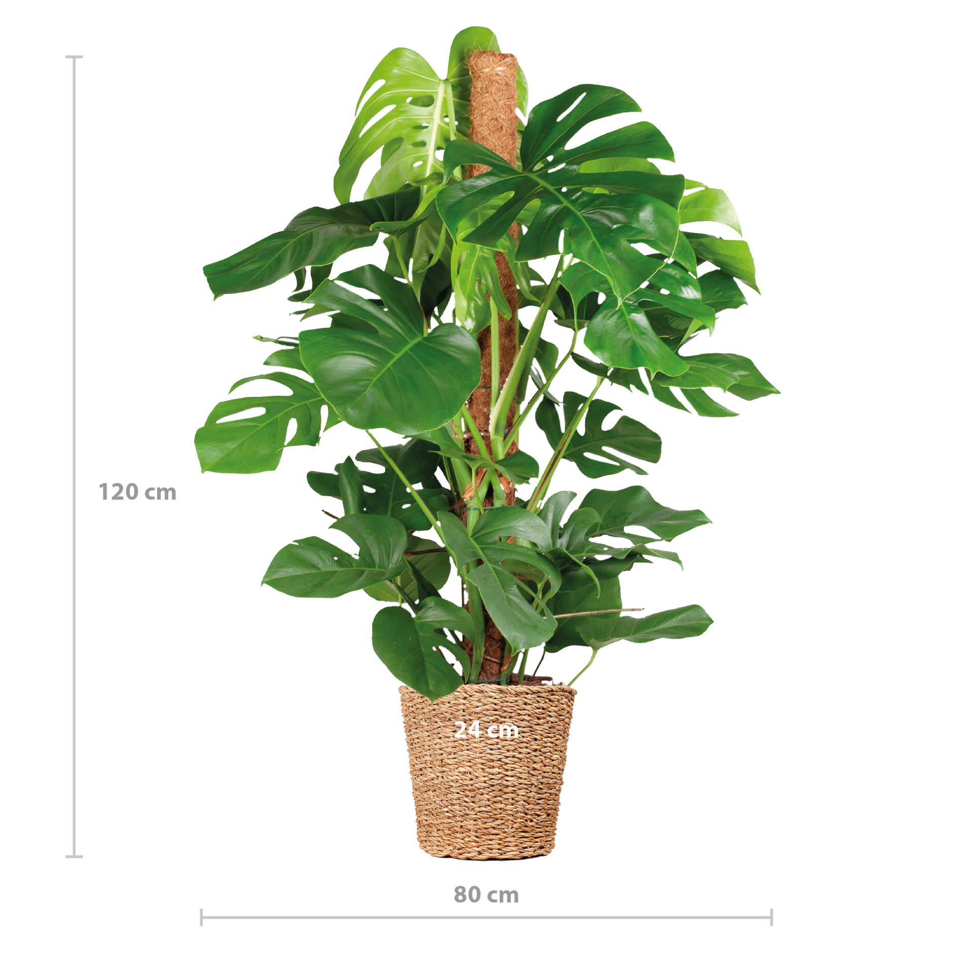 Monstera Deliciosa