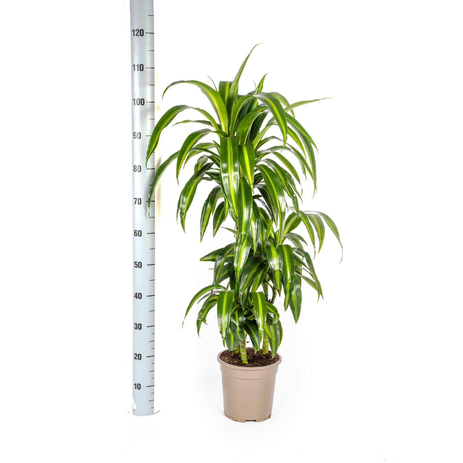 Dracaena deremensis - Drachenbaum