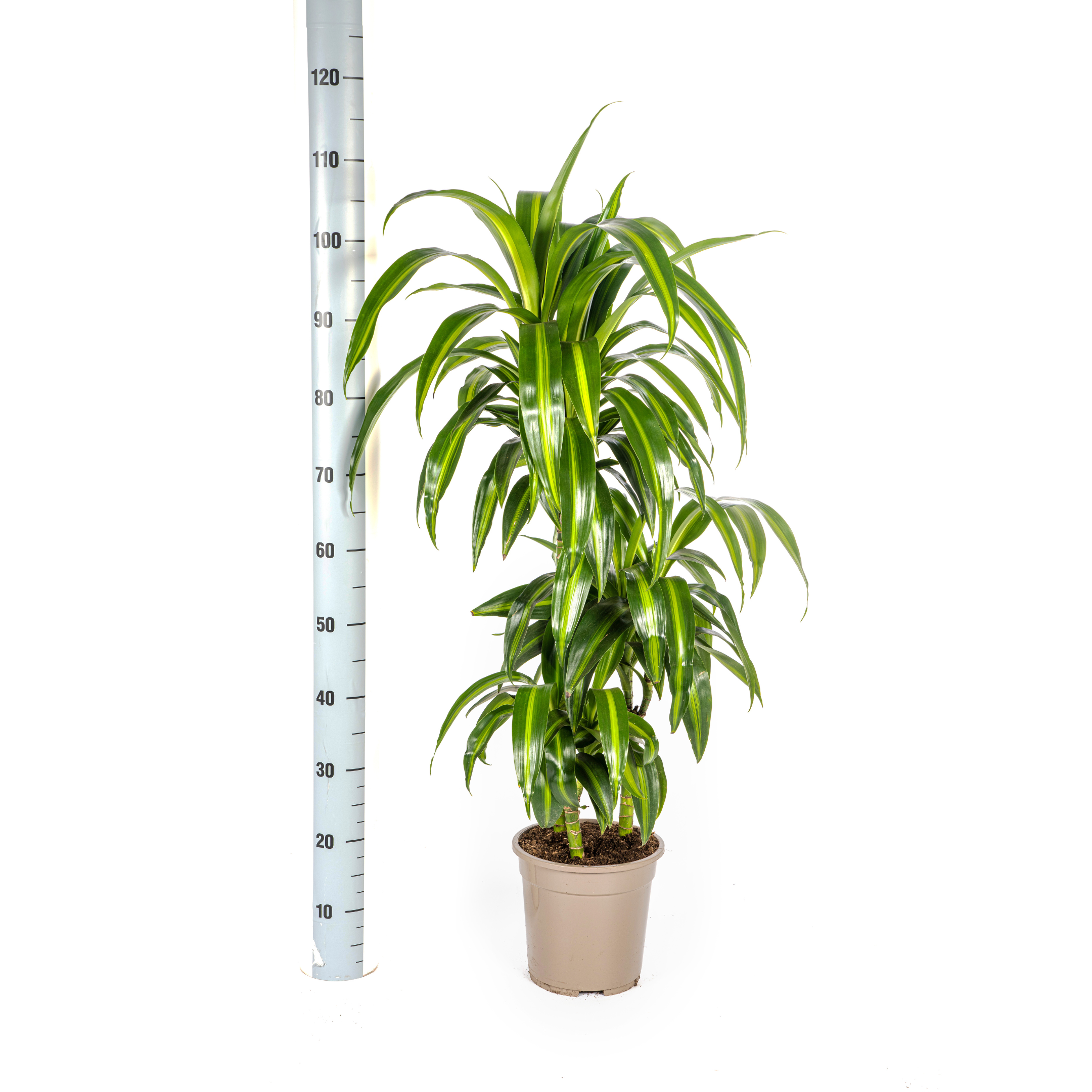 Dracaena deremensis - Drachenbaum