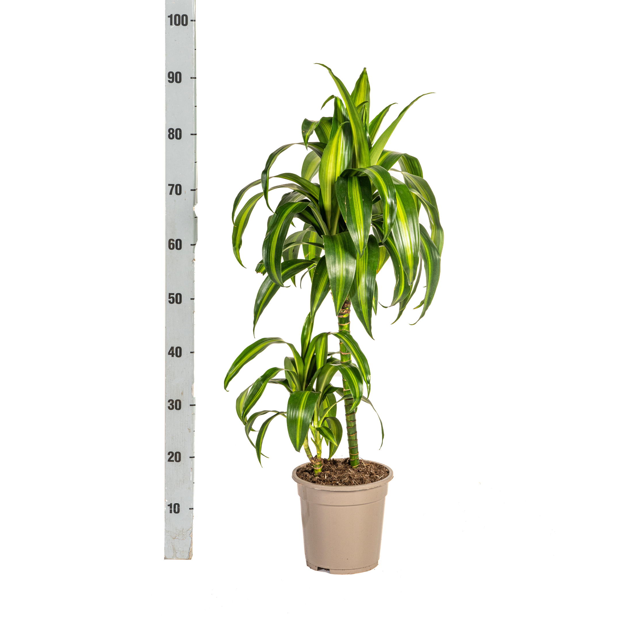 Dracaena deremensis - Drachenbaum