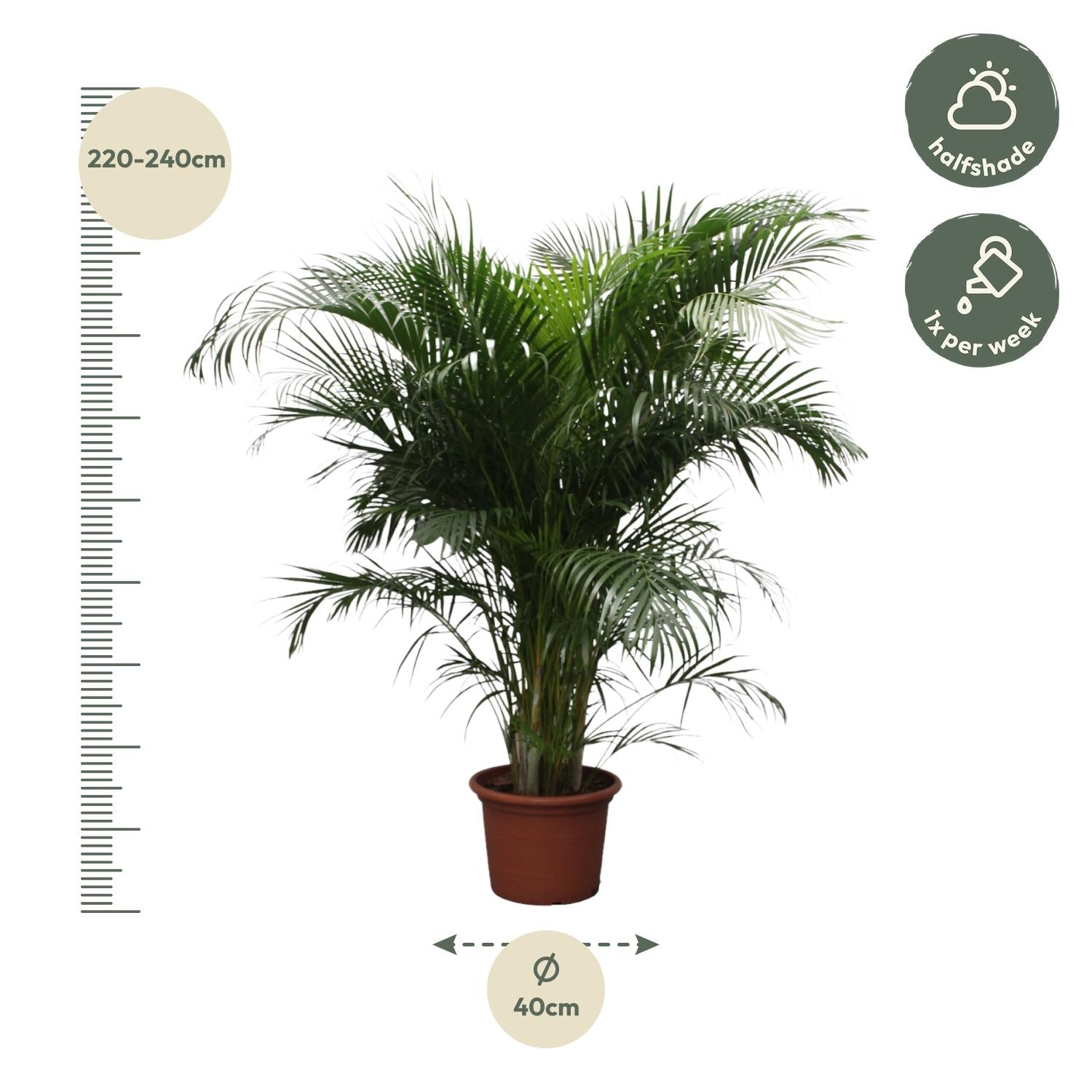 Dypsis lutescens - Areca-, Goldfruchtpalme