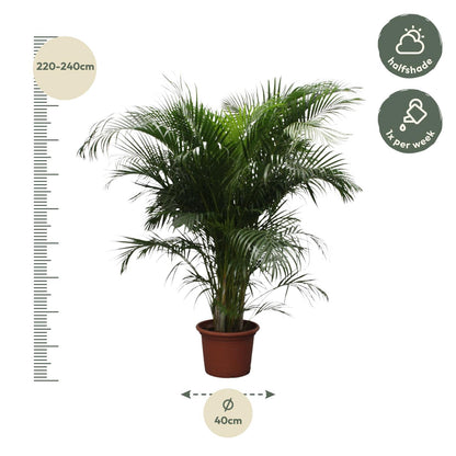 Dypsis lutescens - Areca-, Goldfruchtpalme