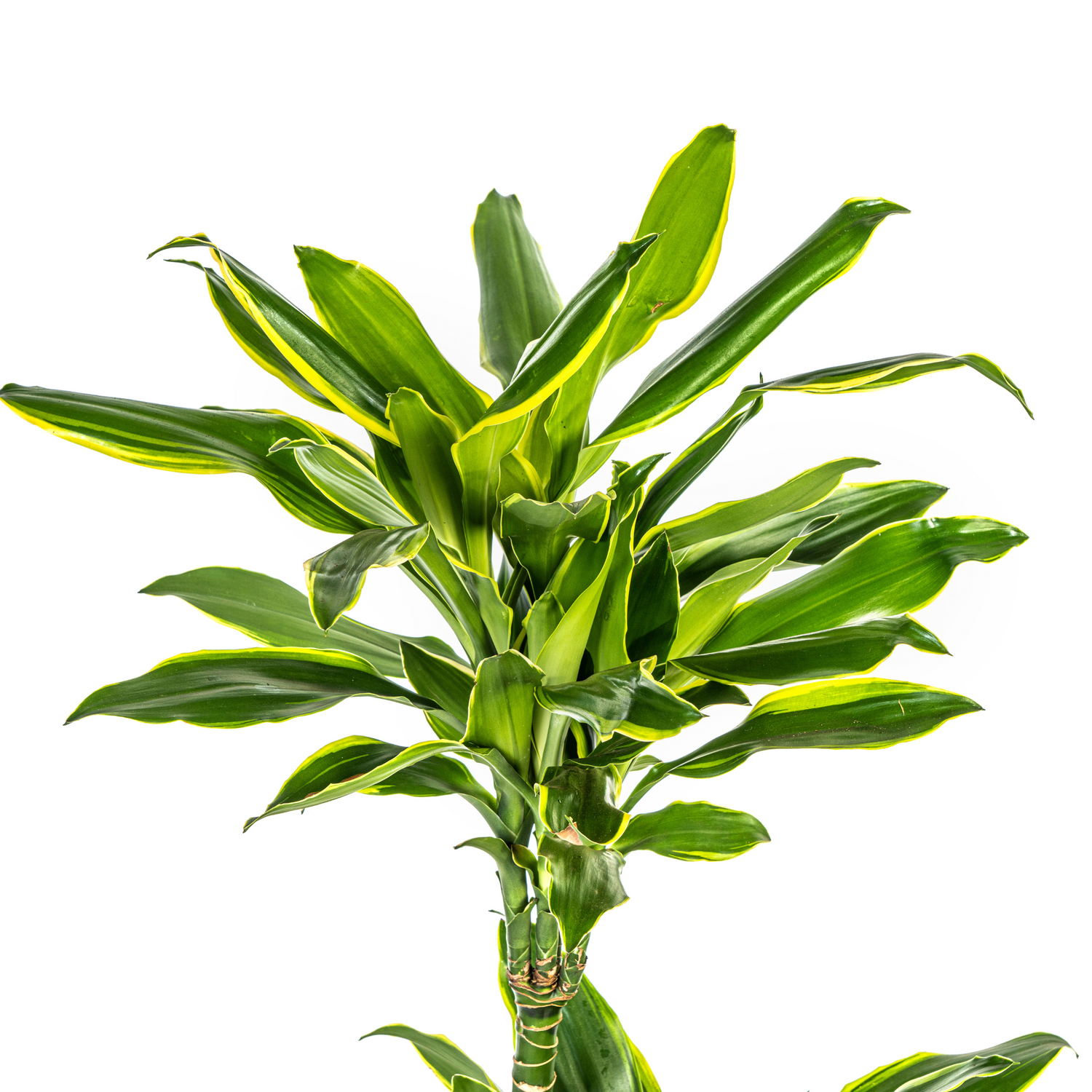 Dracaena fragrans - Duftender Drachenbaum