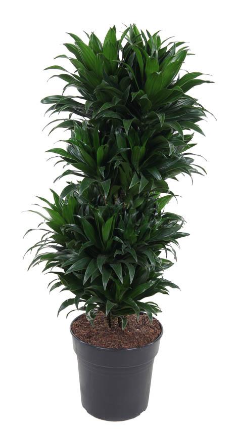 Dracaena Compacta - Kompakter Drachenbaum