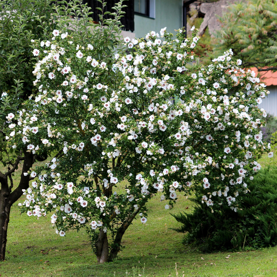 Hibiscus syriacus - Straucheibisch