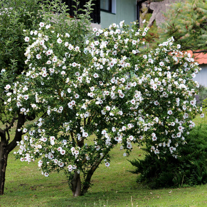 Hibiscus syriacus - Straucheibisch
