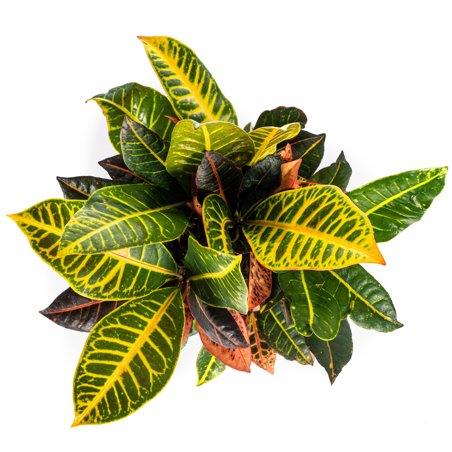 Croton Codiaeum variegatum - Wunderstrauch, Kroton