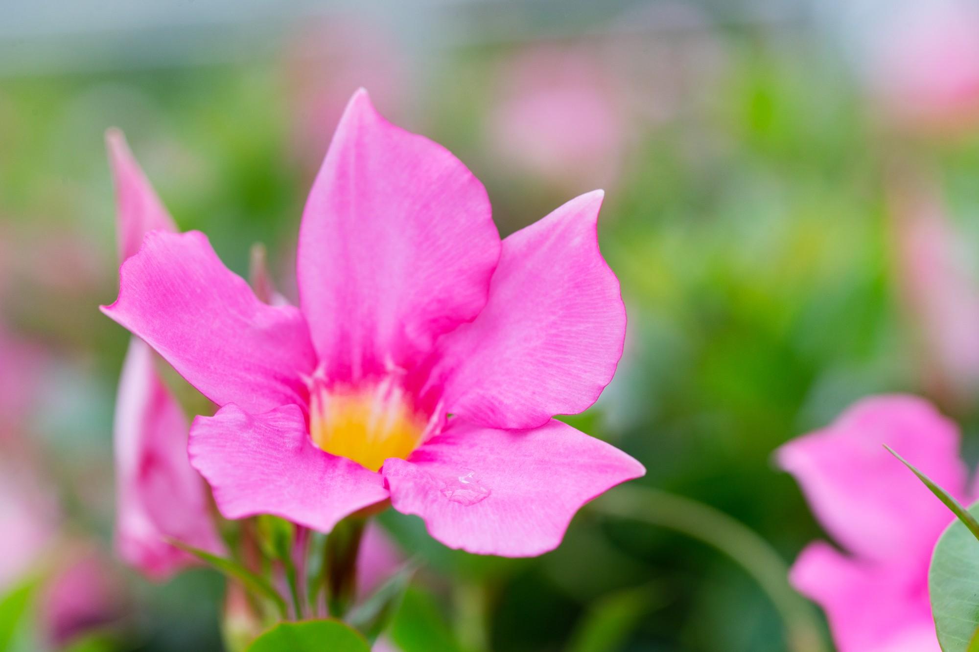 Dipladenia / Mandevilla Sanderi - Verschiedene Sorten Dipladenien