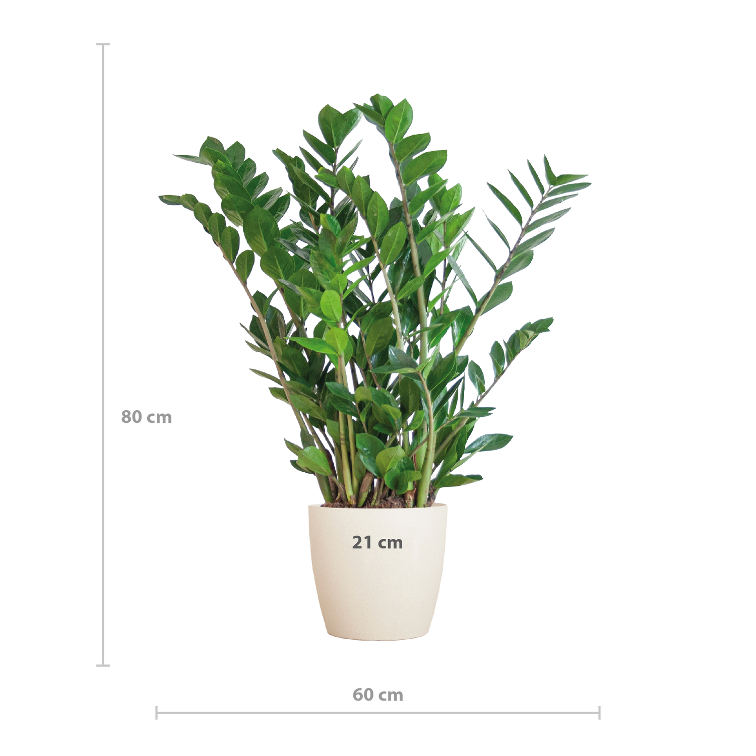 Zamioculcas zamiifolia - Glücksfeder, Smaragdpalme