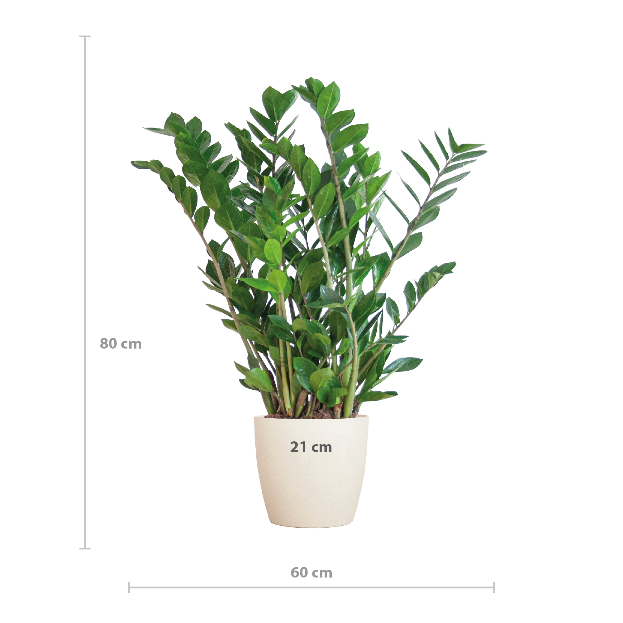 Zamioculcas zamiifolia - Glücksfeder, Smaragdpalme