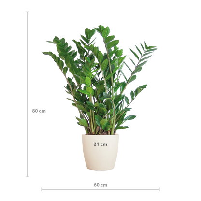 Zamioculcas zamiifolia - Glücksfeder, Smaragdpalme